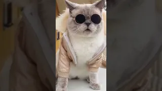 Talking cats wanna play. How weird would it be if we could hear what cats had to say to each other?