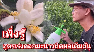 ดอกออก ลูกดก เพิ่งรู้ สูตรเร่งดอกมะนาวติดผลเต็มต้น