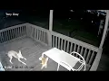 Wild shows cat fights off coyote narrowly escapes attack on Texas porch