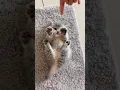 Little baby kitten sound β€οΈ