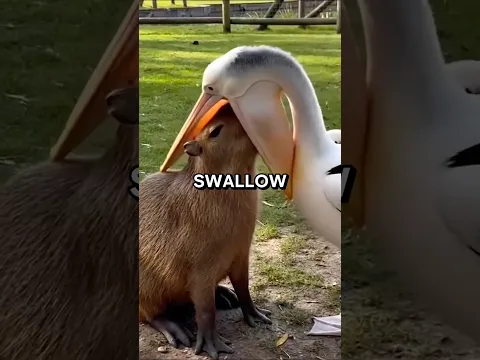 Why Are Capybara So Chill