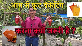 आम में इस समय पैकेट करना क्यों जरूरी है? Mango fruit Packeting Protection