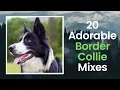 The 20 Adorable Border Collie mixes Everybody Loves