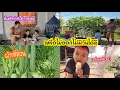 Download Lagu เก็บผักยามเช้า เมนูวันหยุดเรา3คน เจอรถไอศรีมโบราณ อร่อย เหงื่อไม่ออกไม่มีวันได้ดี #แม่บ้านอีสาน 