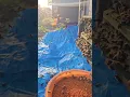 Download Lagu Bees collect pollen in the morning. #honeybeesting #beekeeper