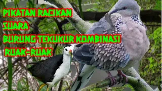 pikatan racikan suara burung tekukur kombinasi ruak ruak