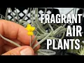Download Lagu Air Plant Care: The most Fragrant Tillandsia 💐