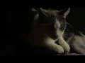 Transform feat Charlotte Day Wilson Ending looped