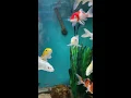 Download Lagu Koi Fish - Aquarium , XL-ZOO V9