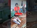 Lagu Potong baby tuna #fish #tunafishcutting