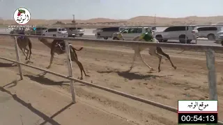 الشوط 3 مرموقه لـ حامد حمد محمد الدرعي 2 10 73 شارة الصندوق 2021 2 27 الرقيعات فطامين 