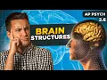 Brain Structures Functions AP Psychology Unit 2 Topic 6
