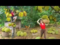 Download Lagu TIMELAPSE -- 288 Days Harvesting Many Wild Jackfruit Go to Market Sell, Cooking Dishes from Eggs
