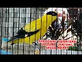 Download Lagu MATA MERAH KICAUAN MEWAH !!! KEPODANG EMAS GACOR BONGKAR ISIAN MEMBUAT LAWAN EMOSI