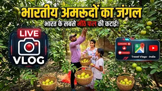Rani ne tode Amrud ￼ #viral #youtubeshorts #viralvideo 