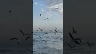 ولي أمل برب ي لا يخيب 