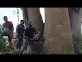 Lagu 5 rayap kayu menebang 3 pohon sengon jumbo di jalan raya #chainsaw #woodworking #sengon #wood 