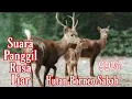 Download Lagu Suara Pemanggil Rusa / Payau Hutan Borneo Sabah