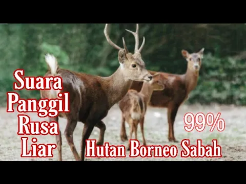 Download MP3 Suara Pemanggil Rusa / Payau Hutan Borneo Sabah