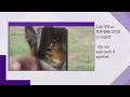 Stanly County K9 missing