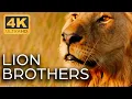 Download Lagu Lions: Kings of the Savannah | Roar of the Wild Ep. 1 | 4K UHD Documentary