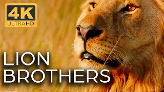 Lions Kings Of The Savannah Roar Of The Wild Ep 1 4K UHD Documentary 