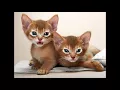 average cost of an abyssinian cat