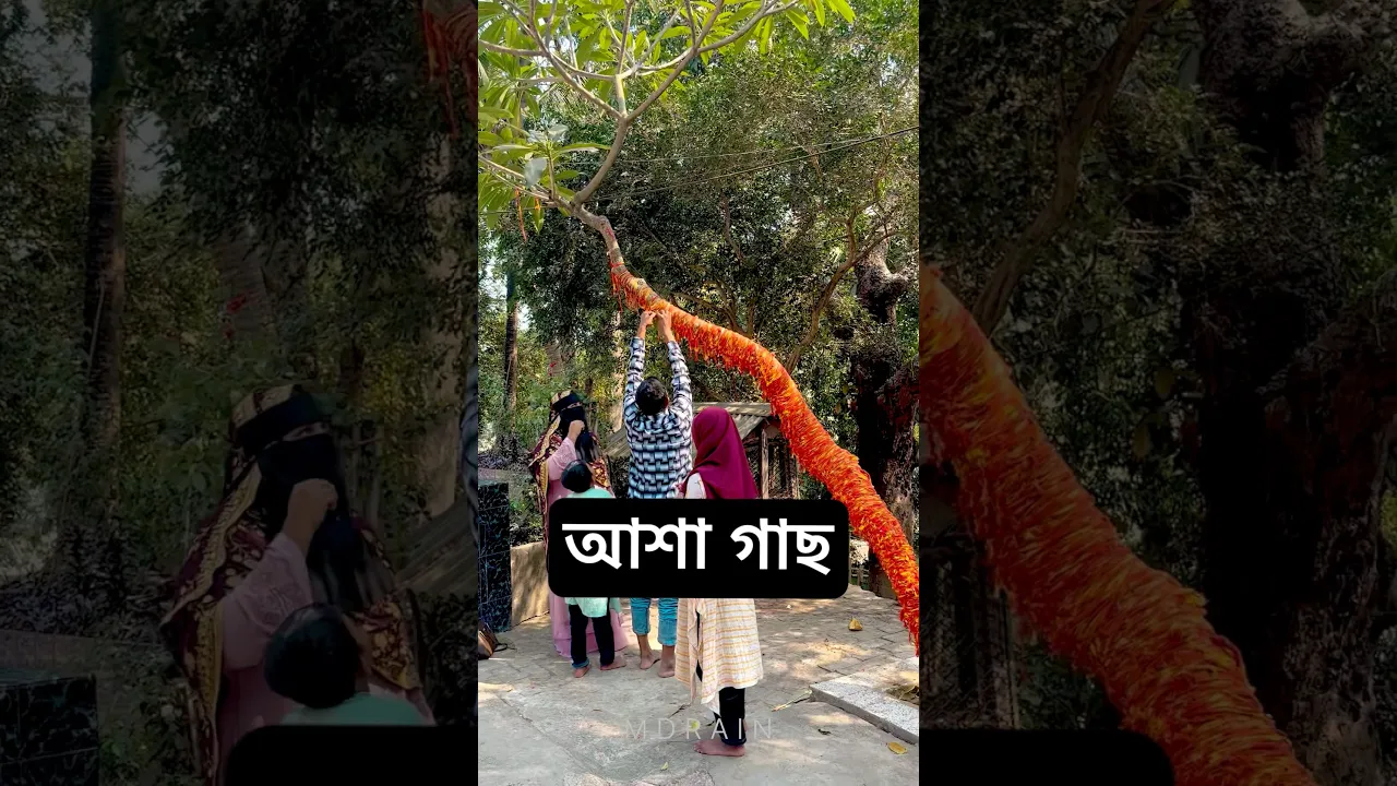আশা গাছ #shorts