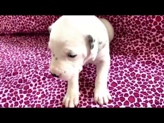 動画