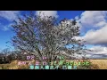 よこはまたそがれ---五木ひろし 【橫濱的黃昏】
