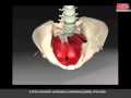 Core Muscle Analysis