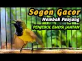 Download Lagu PANCINGAN SOGON GACOR NGKLEPER, SUARA BURUNG SOGON BIKIN NGAMUK SOGON TROTOL METALIK EMOSI #68