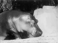 Download Lagu Pigs And Elephants (1947)
