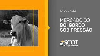 mercado sem rodeios epis dio 544 mercado do boi gordo sob press o