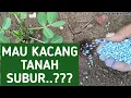 Download Lagu PEMUPUKAN KACANG TANAH YANG PERTAMA AGAR KACANG TANAH TUMBUH SUBUR DAN SEHAT