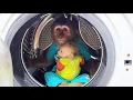Download Lagu Super funny cute! CUTIS \u0026 baby monkey run away from Mom in special place