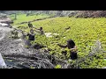 Download Lagu Tak Ada Yng Sanggup Membuka Rondo Kampul Ditempat Ini Setelah Dibuka Ikan Dibawahnya Sangat Melimpah