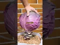 Download Lagu Growing Red Cabbage from Seed to Harvest