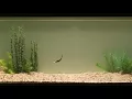 Berkley PowerBait Minnow