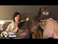 Lagu Retired Racing Greyhound Becomes The Biggest Goofball  | The Dodo