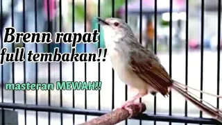 masteran mewah cigun bren panjang lawan pasti emosi