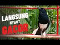 Download Lagu Terapi, pancingan kacer, suara kacer ngeplong, masteran kacer durasi panjang Berjam jam!