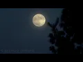 Blue Moon Waxing Gibbous 99 October 30 2020