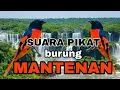Download Lagu SUARA PIKAT MANTENAN VERSI HUTAN