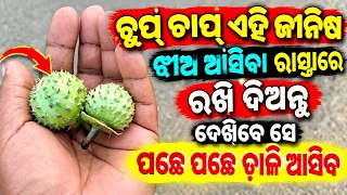 How to କଳା ଦୁଦୁରା vashikaran ଉପାୟ | vashikaran mantra | mohini Mantra yantra tantra