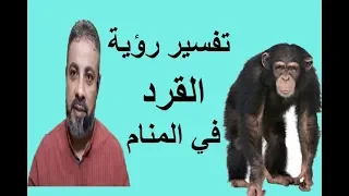 تفسير رؤية القرد للعزباء والمتزوجة والرجل في المنام اسماعيل الجعبيري 