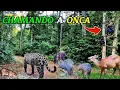 Download Lagu Encontrei pegadas frescas da onça pintada: Então resolvi chama-la na espera! Vejam o que aconteceu!
