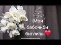 Lagu Биглипы бабочки в моей коллекции❤️
