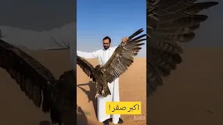 اكبر صقر في التاريخ اكسبلور صقور صقر 