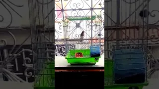 حسون مغربي كلام خلوي مشاء الله 